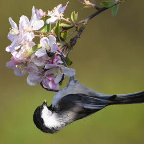 Chickadee