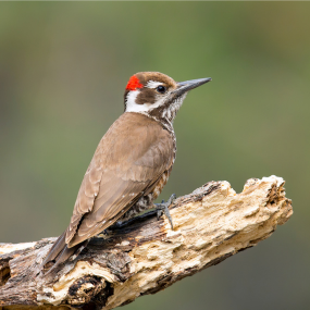 Arizona Woodpecker