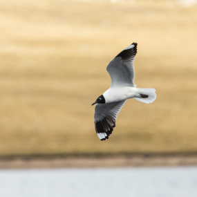 Andean Gull