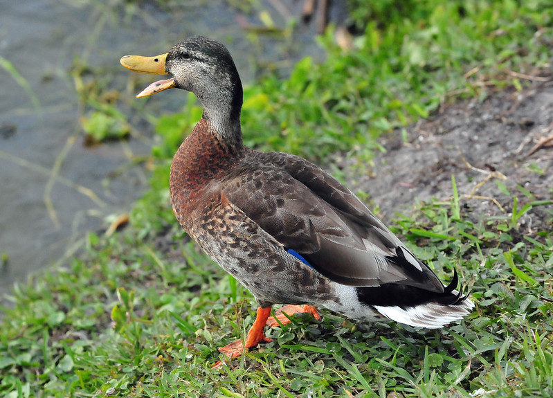 difference between male and female mallard ducks