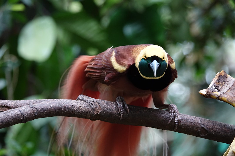 Birds Of The Gods Birds Of Paradise And Sexual Selection Nature PBS