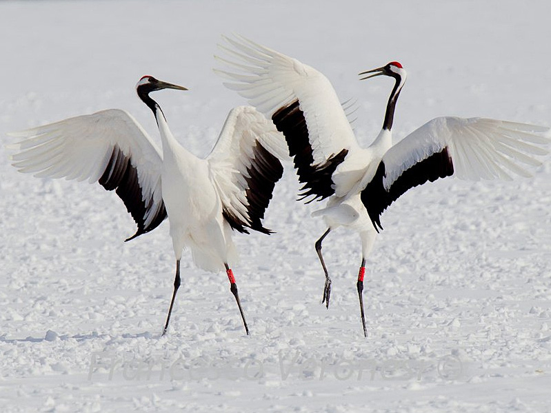 Red-crowned Cranes Dance on | BirdNote