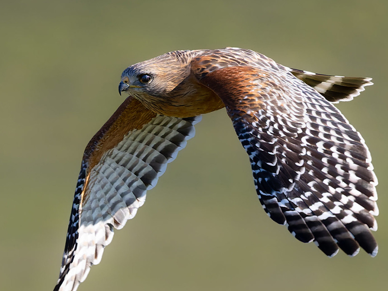 Red-shouldered Hawk - One Gorgeous Bird of Prey |