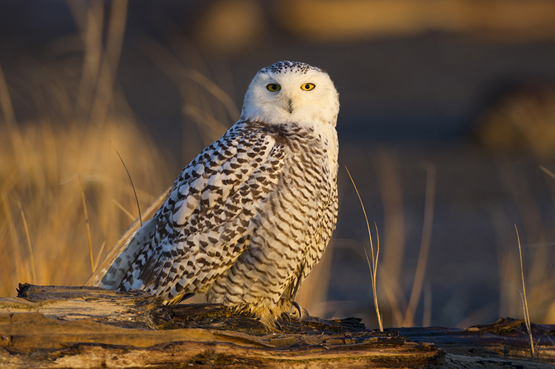 Snowy Owls Are Here! | BirdNote