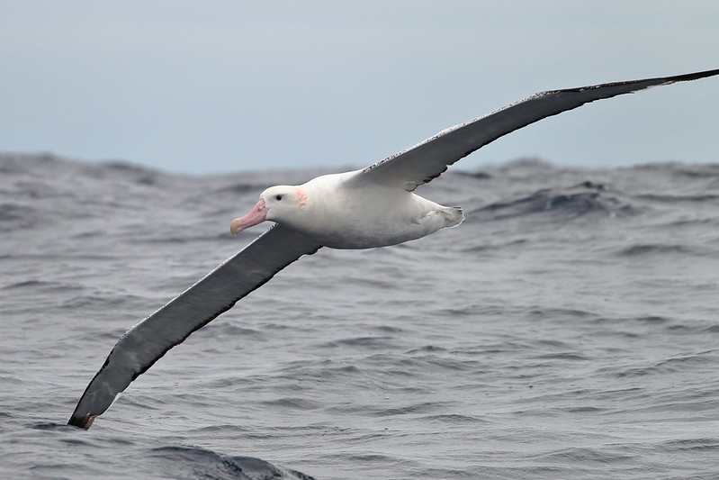 wandering albatross head