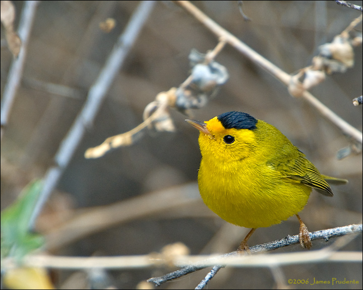 Wilson's Warblers Benefit from Shade-grown Coffee | BirdNote