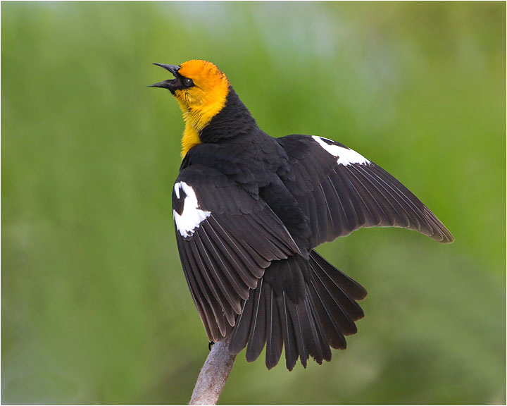 Yellow-headed Blackbird Identification, All About Birds, Cornell Lab of  Ornithology