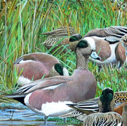 American Wigeon, A Painting by Barry Kent MacKay | BirdNote