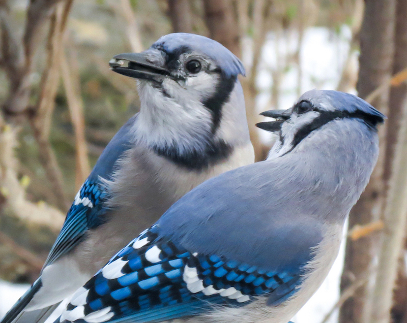 What Color Is a Blue Jay? - American Ornithological Society