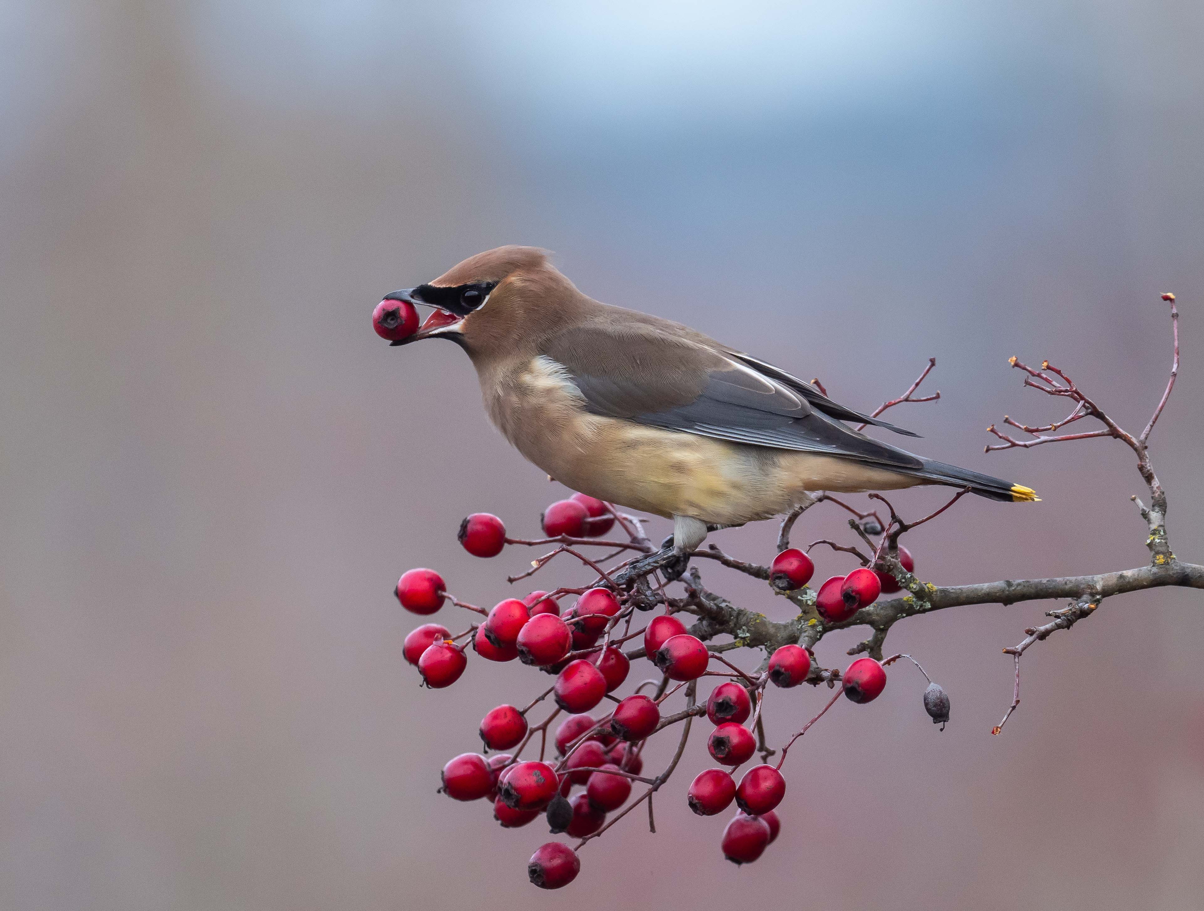 Cedar Waxwing perched on a branch while eating berries