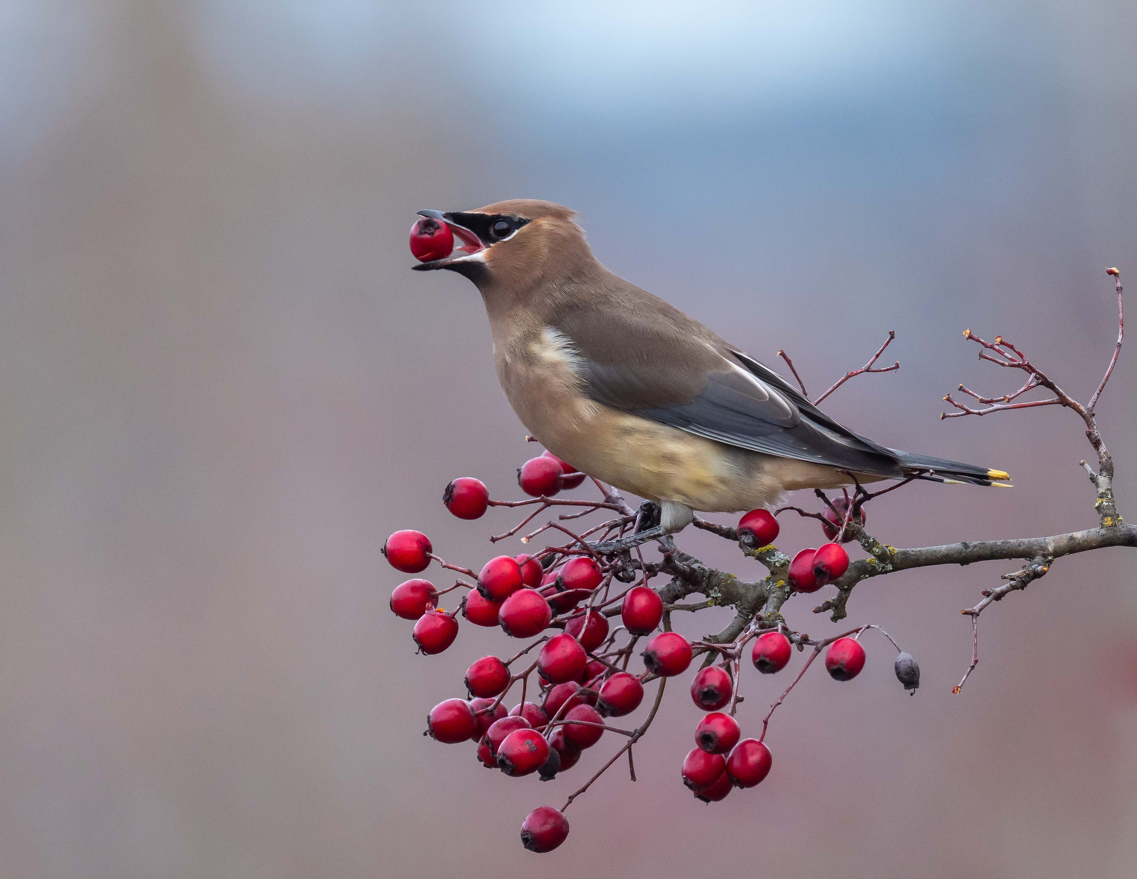 Cedar Waxwing perched on a branch while eating berries