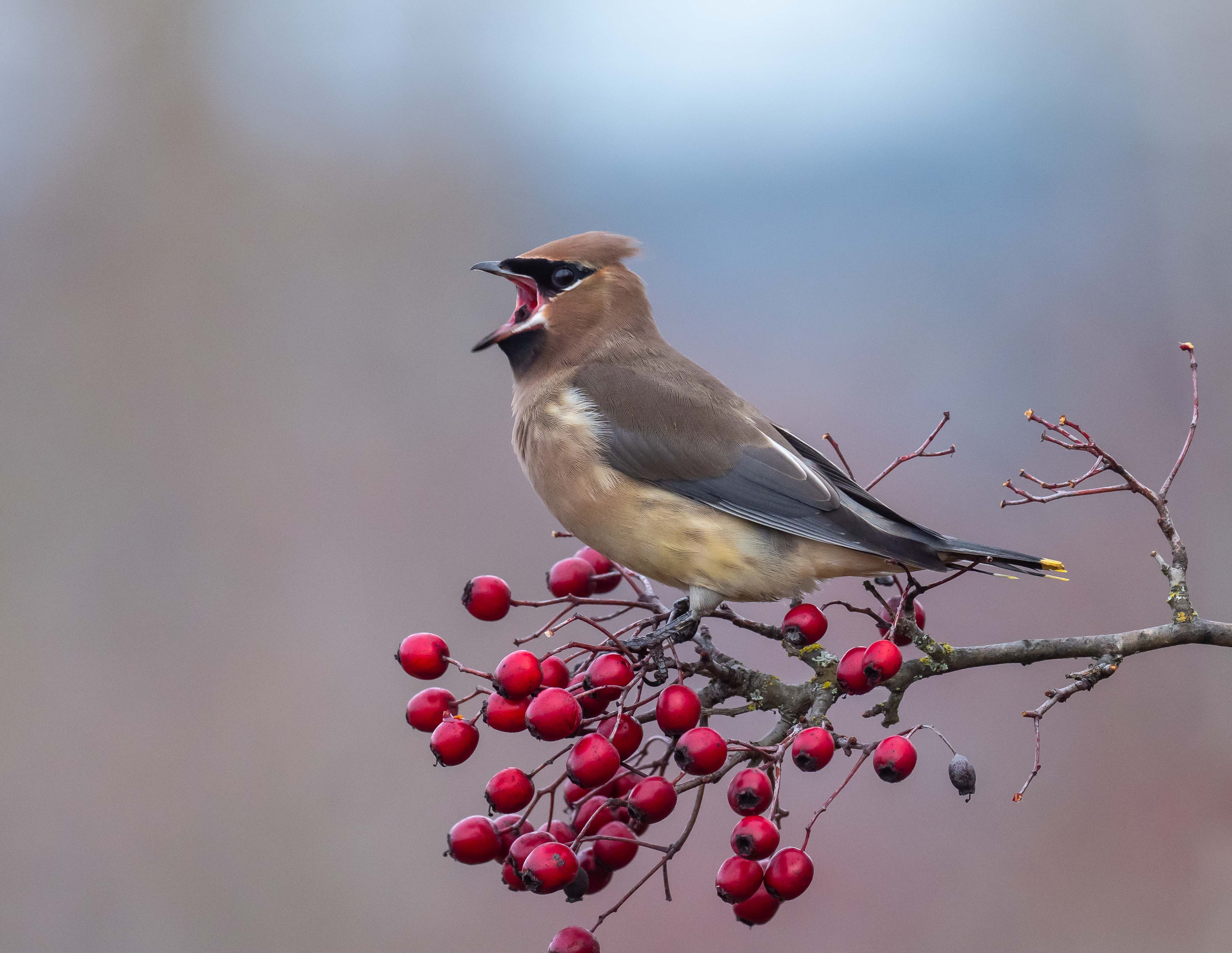 Cedar Waxwing perched on a branch eating berries