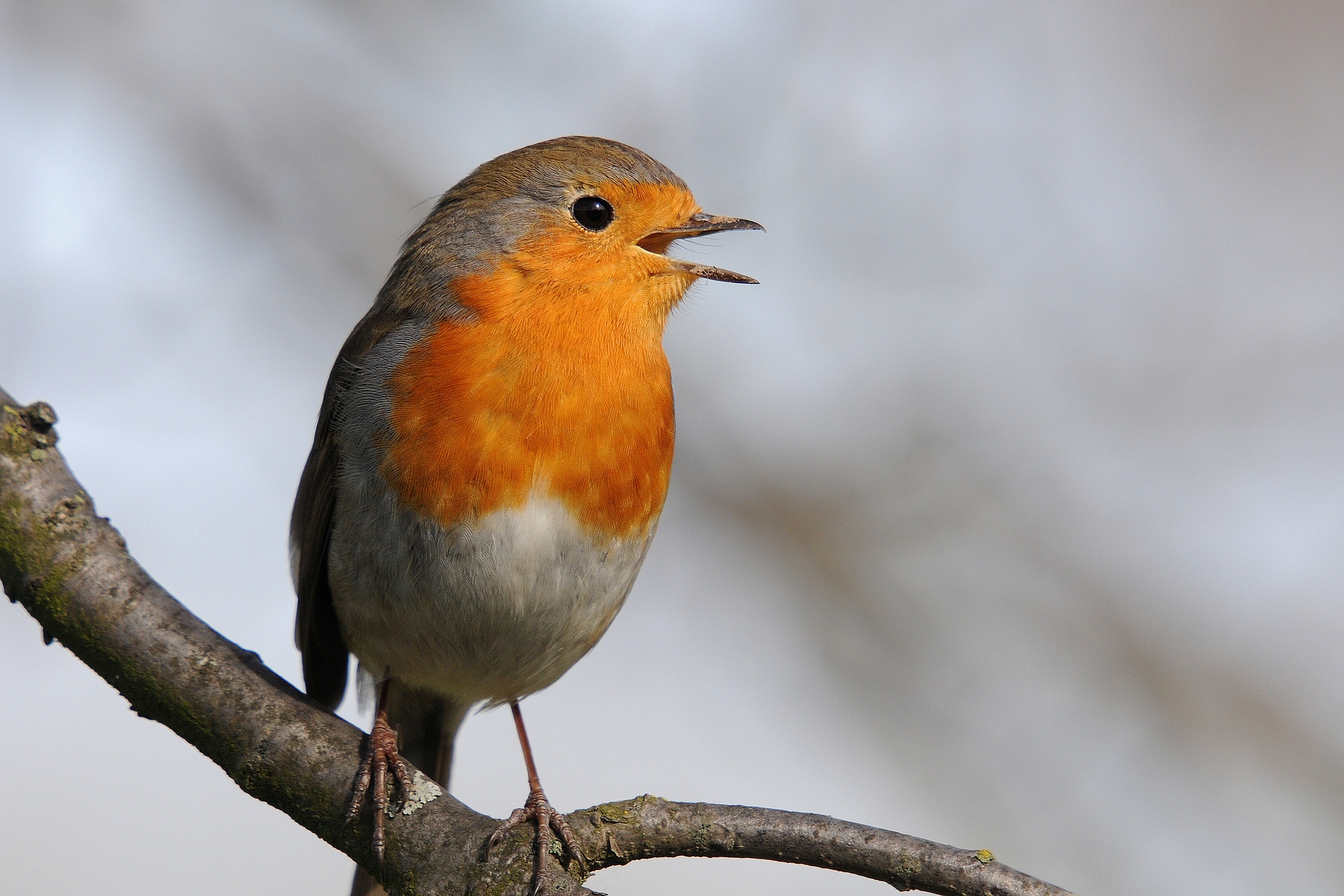 Robin Orangebreast BirdNote