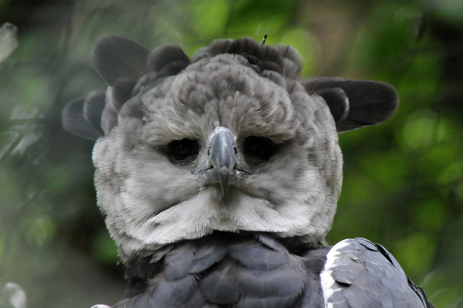 Harpy Eagle Pictures Size