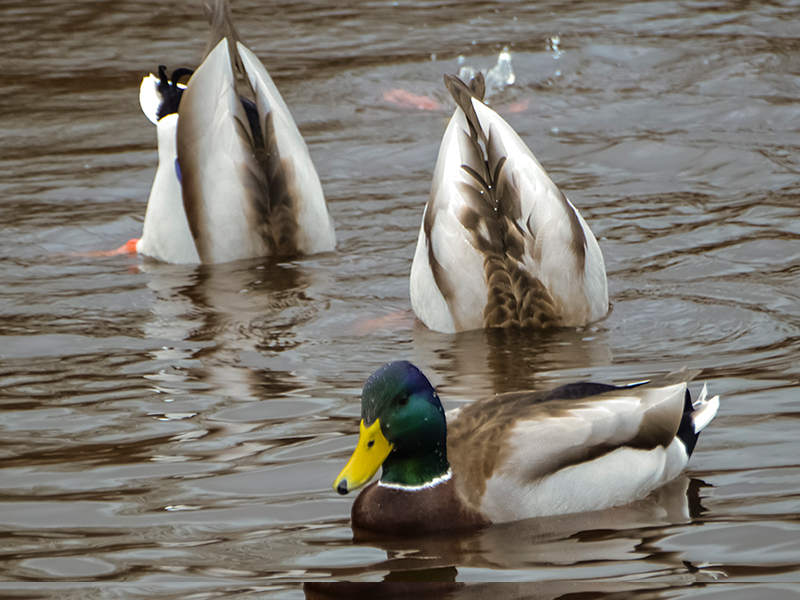 Goldeneye, Diving Duck, Wintering & Migration
