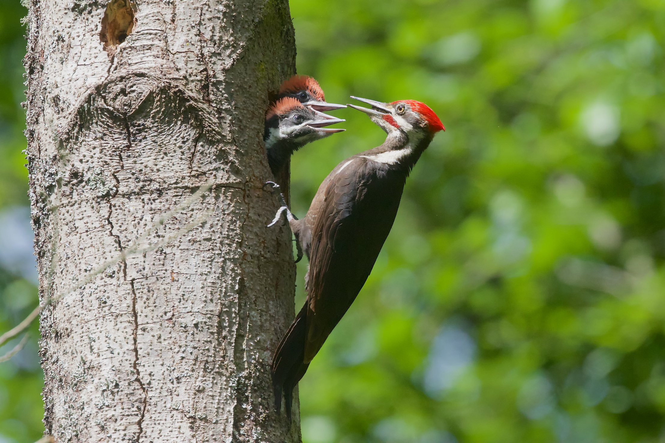 woodpecker 3.2 grbl