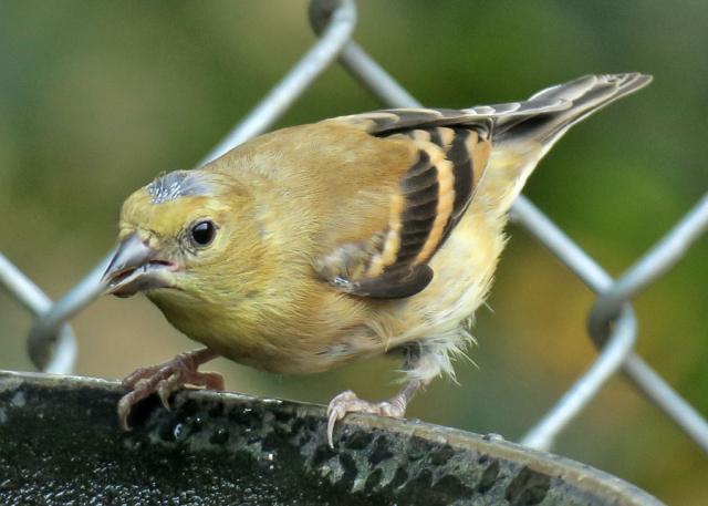 American Goldfinch - Molting | BirdNote