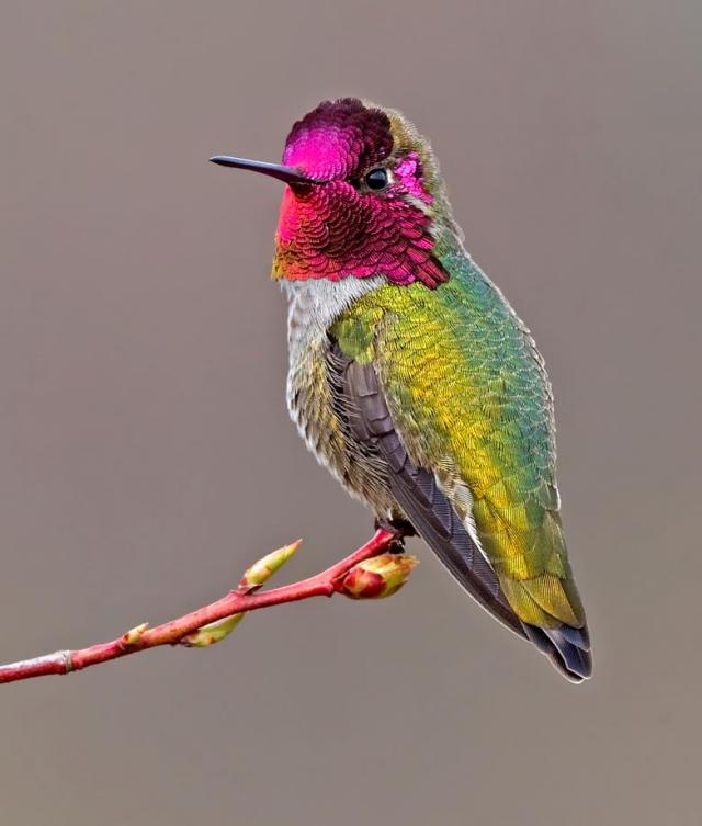 Perched male Anna's Hummingbird | BirdNote