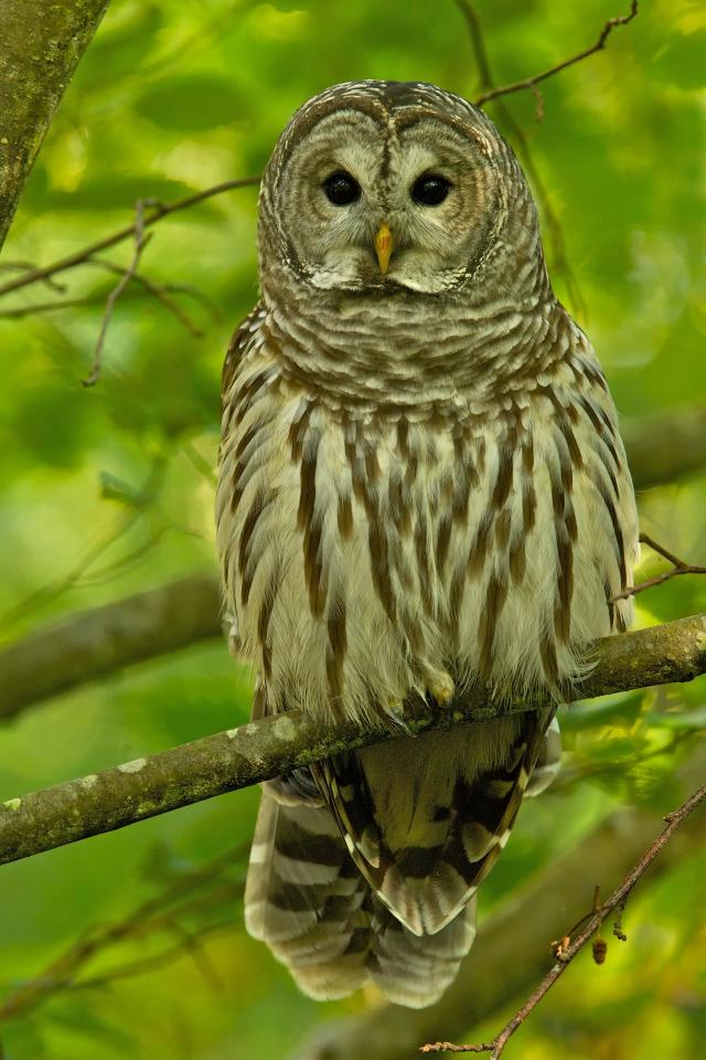 Barred Owl Perched 23 Birdnote