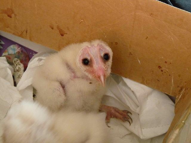 Baby Barn Owl Birdnote