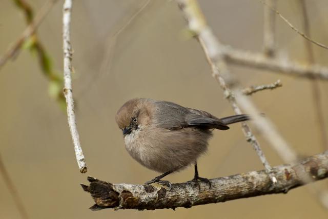 Female Bushtit | BirdNote