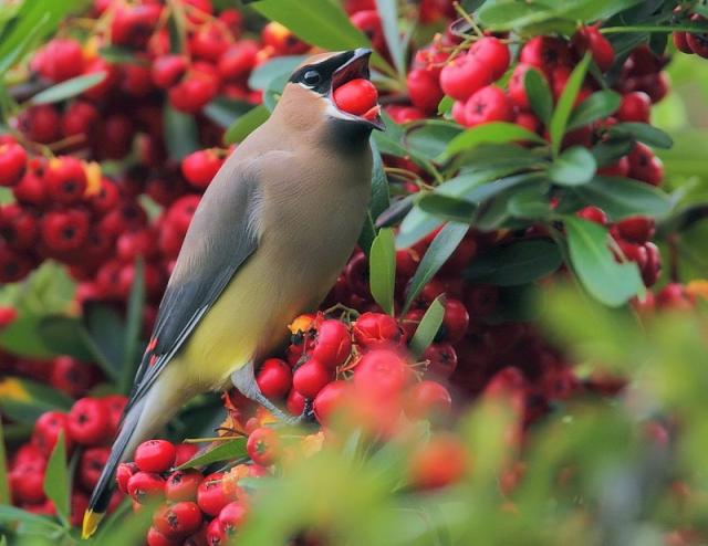 Cedar Waxwing Eating | BirdNote