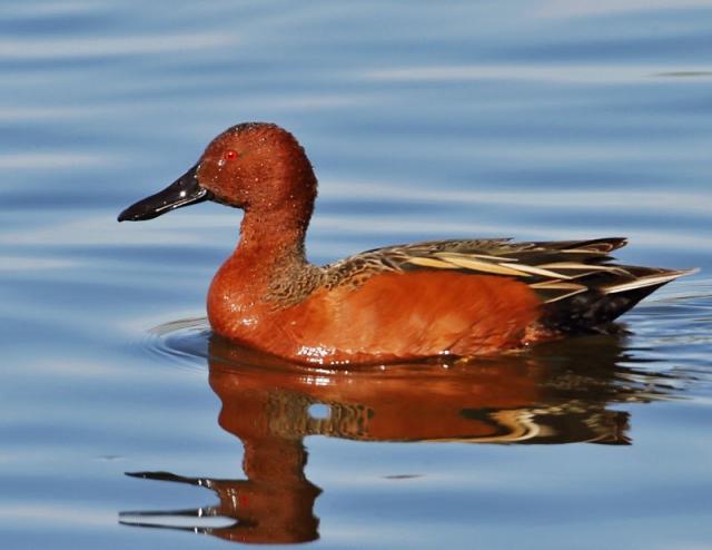 Male Cinnamon Teal | BirdNote