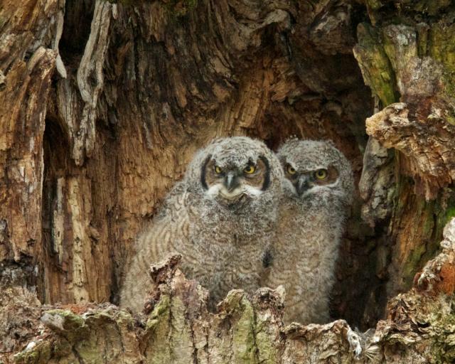 Great Horned Owlets (1/4) | BirdNote