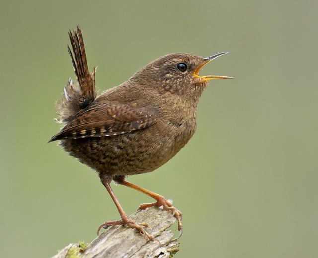 Singing Pacific Wren | BirdNote