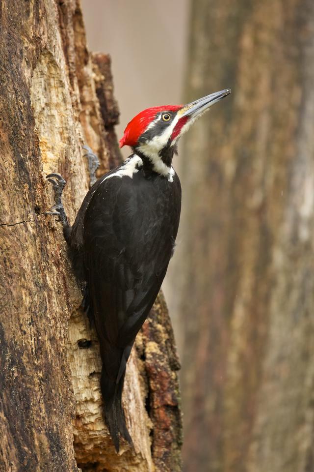 Pileated Woodpecker (1/3) | BirdNote