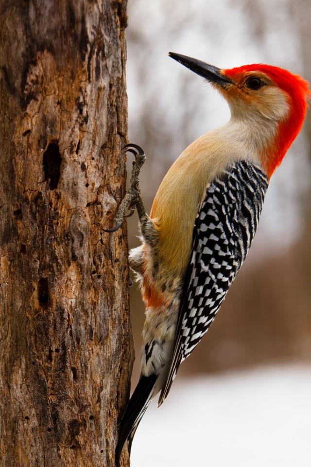 woodpecker teddy