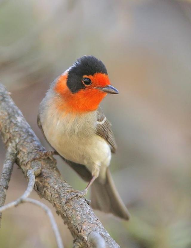 Red-faced Warbler | BirdNote