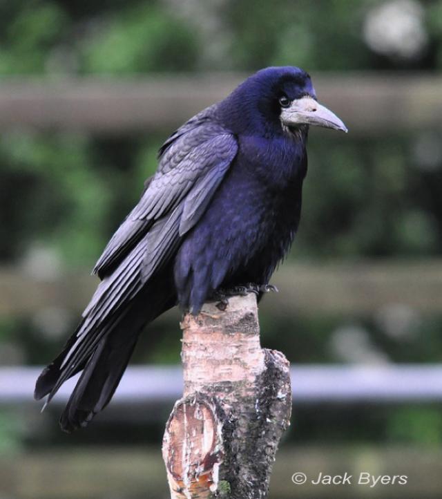 Rook, Kilmacolm, Scotland, Great Britain | BirdNote