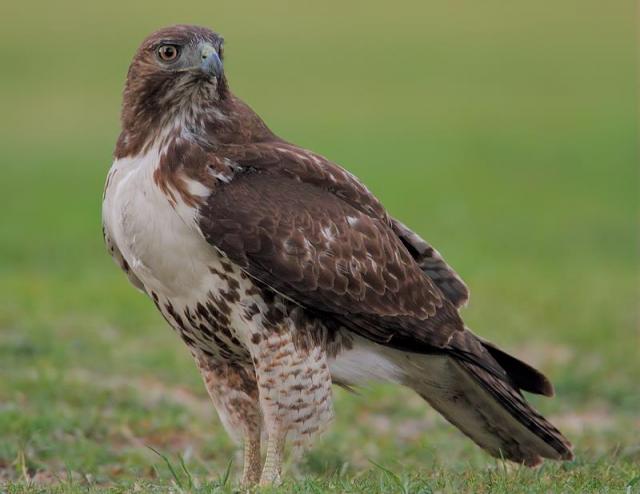 Red-tailed Hawk | BirdNote