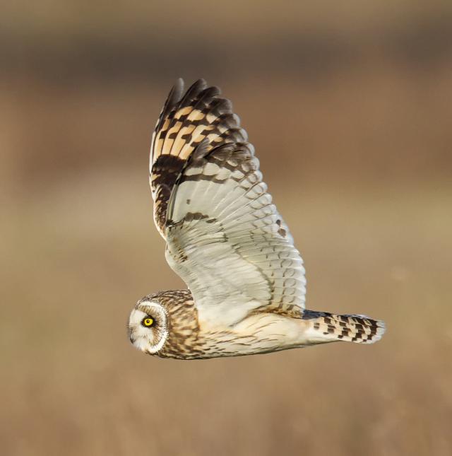 Short-eared Owl in flight | BirdNote