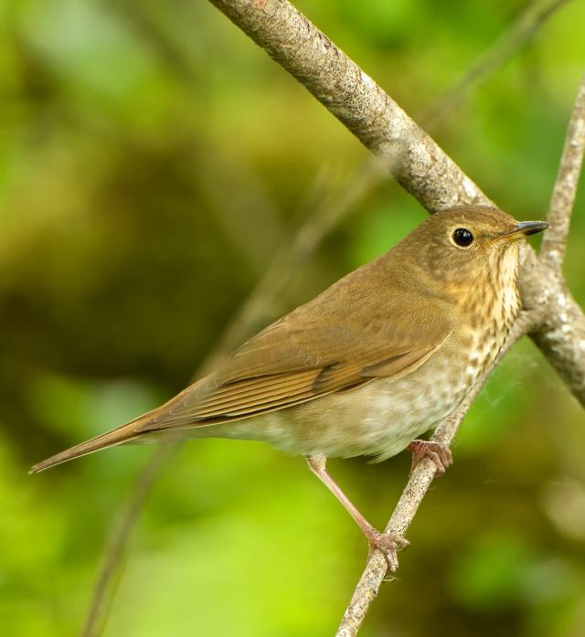 Swainson's Thrush | BirdNote