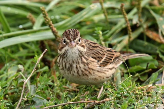 Vesper Sparrow | BirdNote