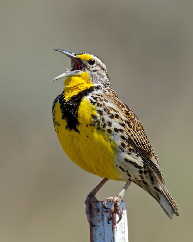 Western Meadowlark | BirdNote