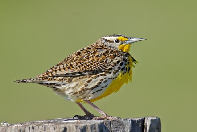 Western Meadowlark 