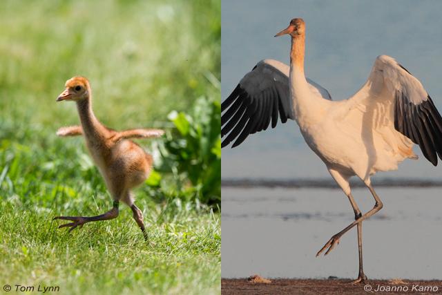 Juvenile Whooping Cranes - at opposite ends of migration! | BirdNote