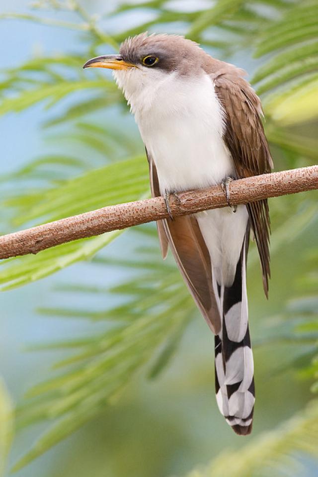 Yellow-billed Cuckoo | BirdNote