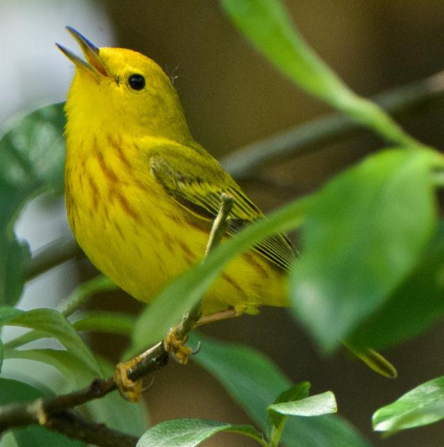 A Singing Yellow Warbler | BirdNote