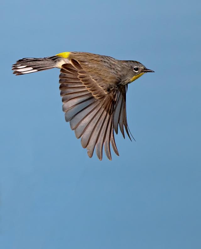 Yellow-rumped Warbler in flight | BirdNote