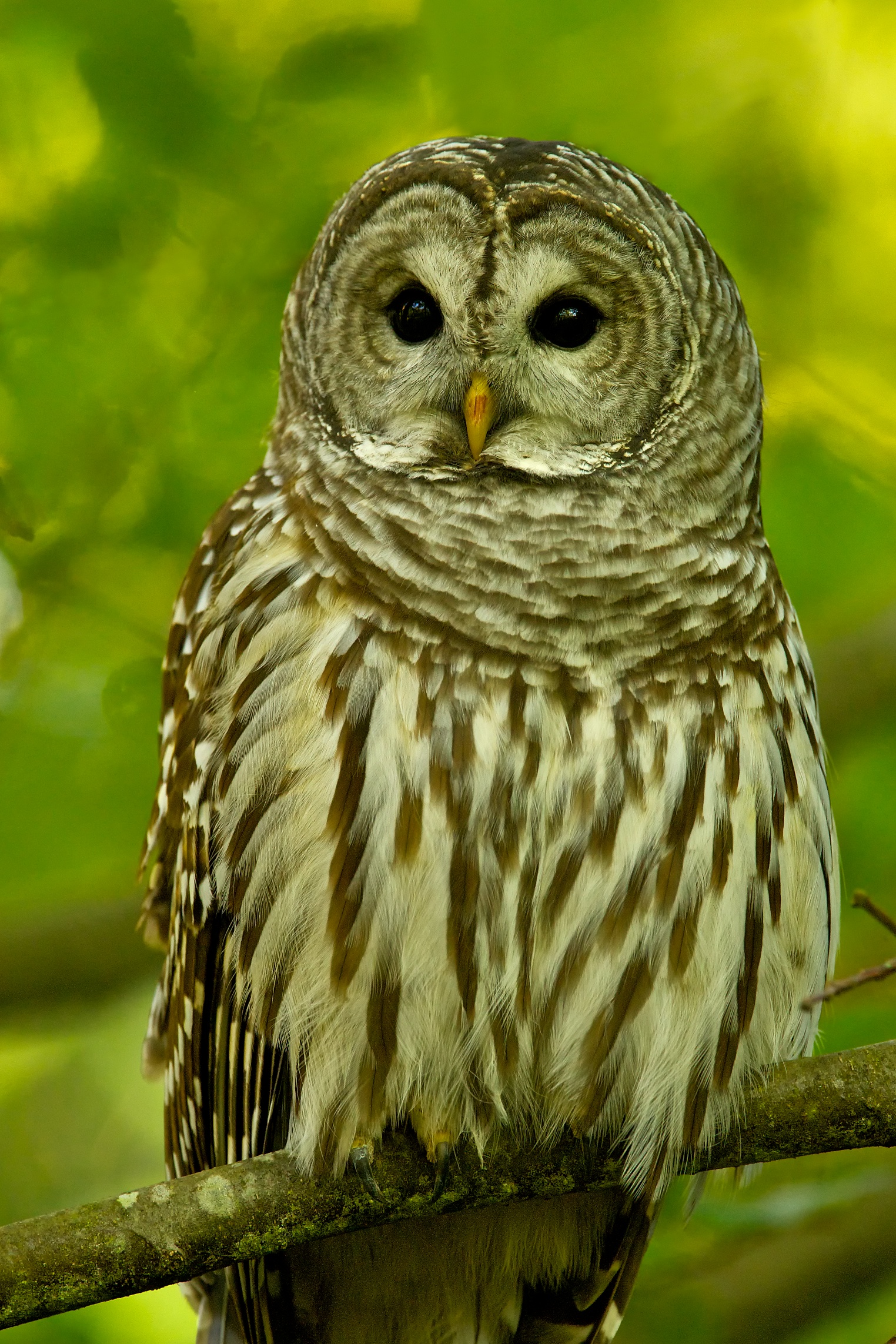 Barred Owl Perched BirdNote