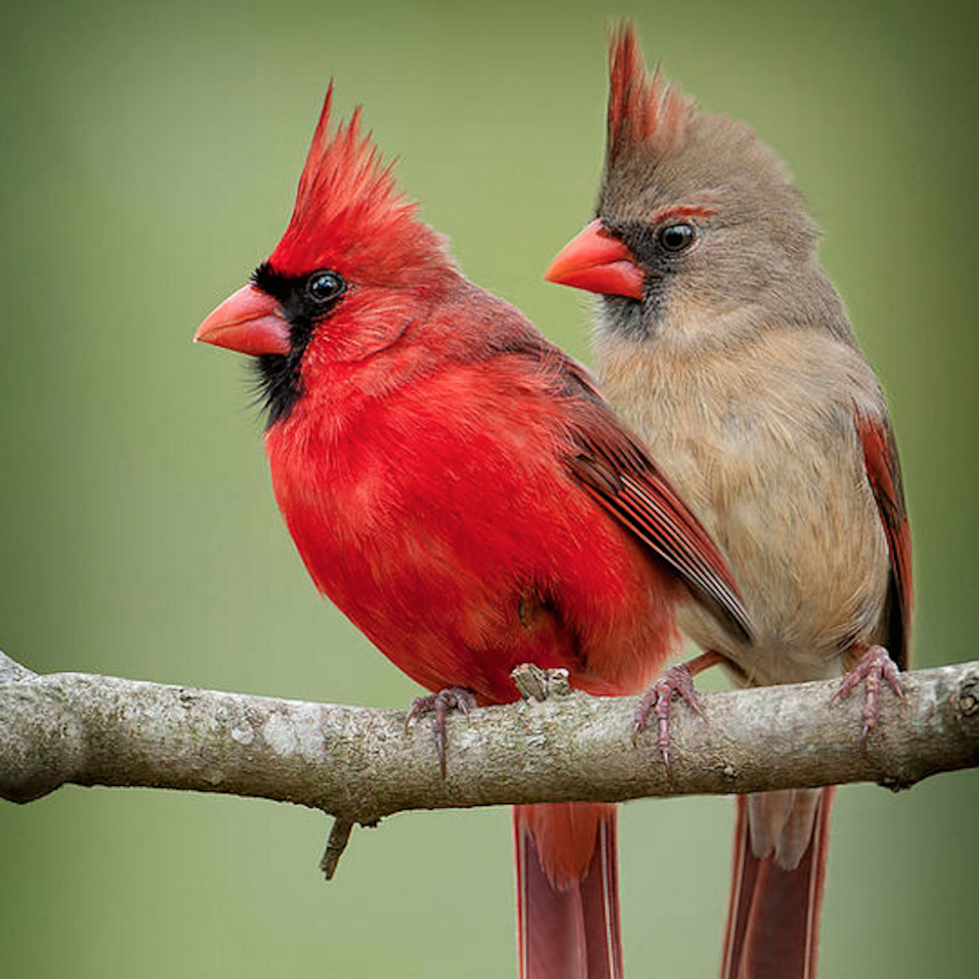 How To Make A Red Bird House