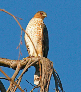 The Summer of the Coops - Watching a Cooper's Hawk Nest | BirdNote