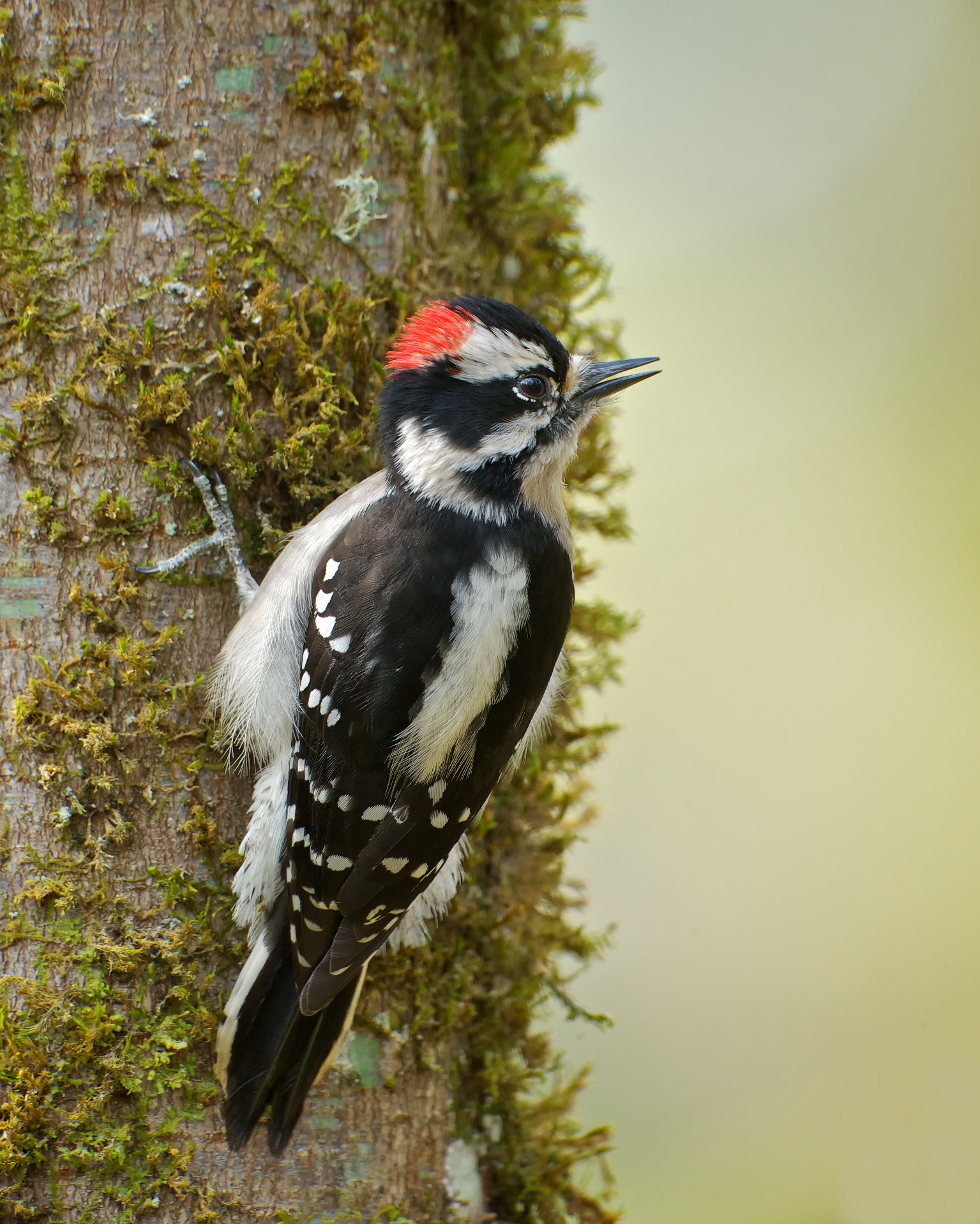 downy woodpecker sounds