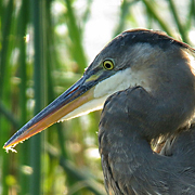 Great Blue Heron - Lunch and a Bath! | BirdNote