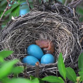 How Many Eggs to Lay? | BirdNote