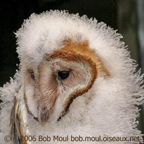 Barn Owls Let You Know Birdnote